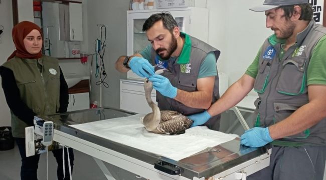 Göç eden flamingo için seferber oldular