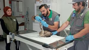 Göç eden flamingo için seferber oldular