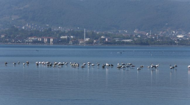 İzmit Körfezi flamingoların yaşam merkezi oldu