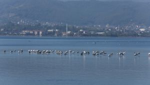 İzmit Körfezi flamingoların yaşam merkezi oldu