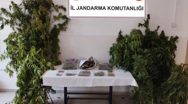 Jandarma 1280 kök kenevir ile 11 kilo uyuşturucu ele geçirdi