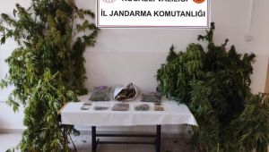 Jandarma 1280 kök kenevir ile 11 kilo uyuşturucu ele geçirdi