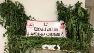 Jandarmadan uyuşturucu operasyonu: 3 gözaltı