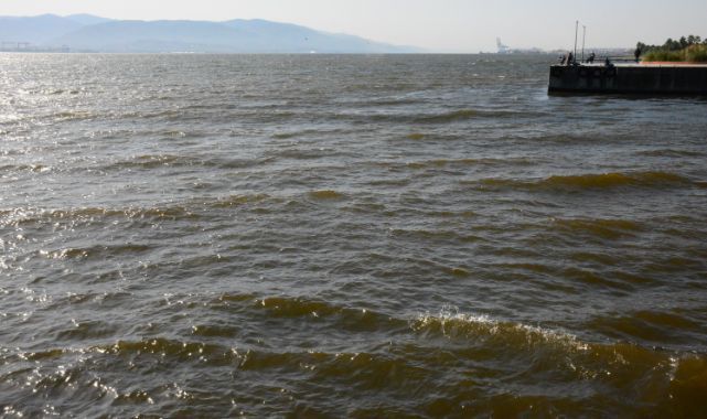İzmit Körfezi'nde deniz kahverengine büründü