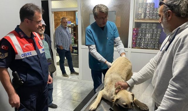 Jandarmanın yaralı bulduğu köpek tedavi edildi