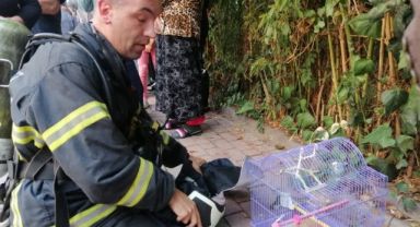 Muhabbet kuşunu yangından itfaiye ekipleri kurtardı