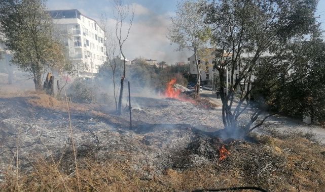 Gebze'de çıkan yangında zeytin ağaçları zarar gördü