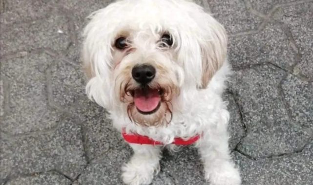 Gebze’de süs köpeğini çaldılar