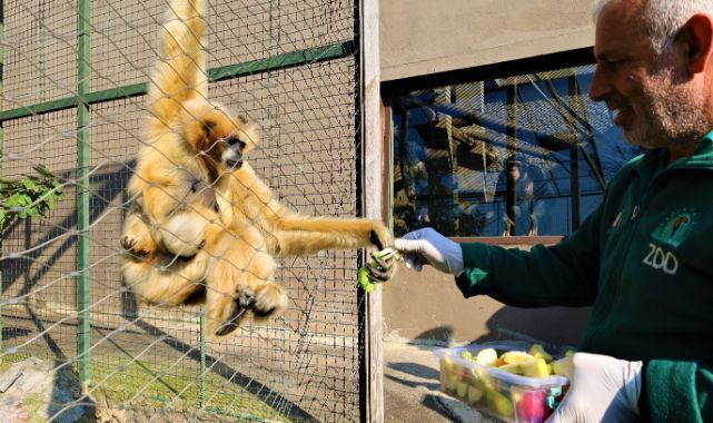 Türkiye’deki tek beyaz yanaklı gibon çiftinin yavrusu oldu