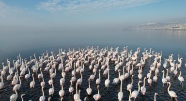 Flamingolar, kışa rağmen İzmit'ten göç etmedi