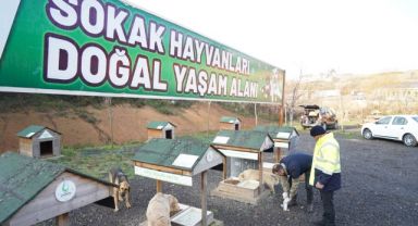 Çayırova’da sevimli dostların tedavileri yapıldı