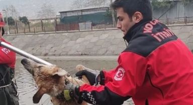 Dereye düşen köpeği itfaiye ekipleri kurtardı