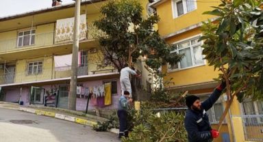 Dilovası’nda ağaçlara bakım çalışmaları yapılıyor