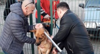 Tel örgülerin arasına sıkışan köpeğe kurtarma operasyonu