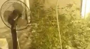 Evin içini seraya çevirip uyuşturucu yetiştirmişler