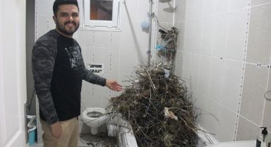 Kargalar, evi çöp ve dallarla doldurdu