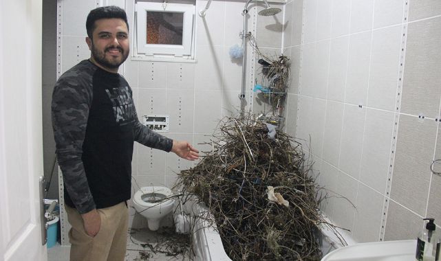 Kargalar, evi çöp ve dallarla doldurdu