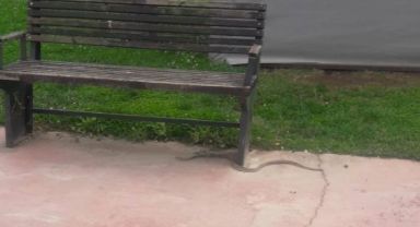 Balyanoz Koyu'nda yılan paniği