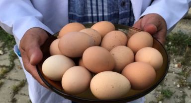 Üreticilere yüzde 50 hibeli yumurta tavuğu