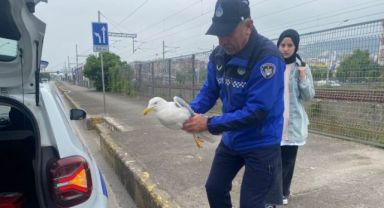 Yaralı martıya Büyükşehir şefkati