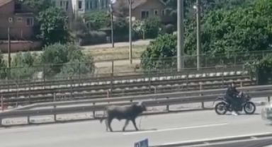 Sahibinin elinden kaçan dana D-100’ü birbirine kattı