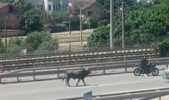 Sahibinin elinden kaçan dana D-100’ü birbirine kattı