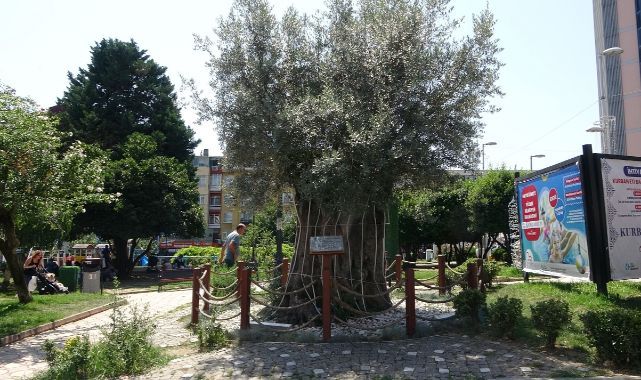 Kilometrelerce uzaklıktan getirilen 600 yıllık zeytin ağacının hikayesi