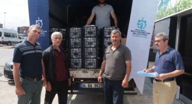 Kocaeli’de üreticilere 118 bin çilek fidesi dağıtıldı