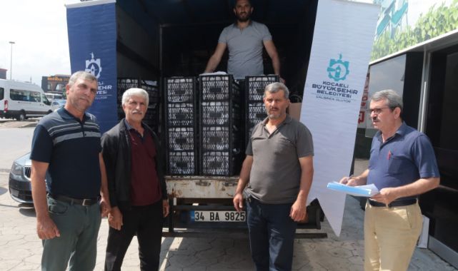 Kocaeli’de üreticilere 118 bin çilek fidesi dağıtıldı