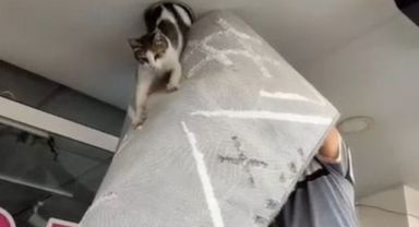 Mahsur kalan haylaz kedi led aydınlatma sökülerek kurtarıldı