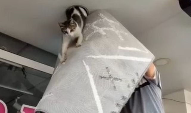 Mahsur kalan haylaz kedi led aydınlatma sökülerek kurtarıldı