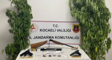 Kocaeli'de 35 kök kenevir ele geçirildi
