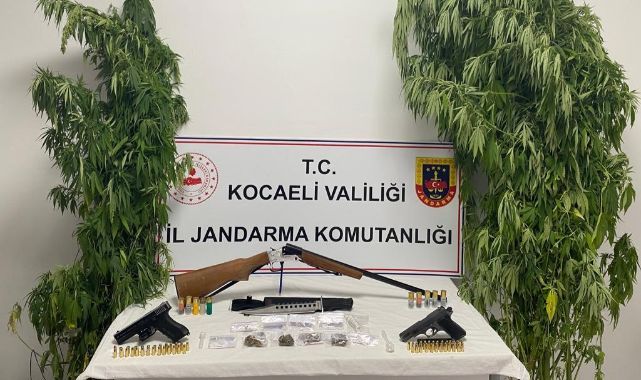 Kocaeli'de 35 kök kenevir ele geçirildi