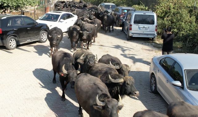 Kocaeli'de üreticilere damızlık manda boğası desteği