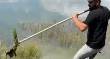 Olta iğnesi yutan yaban kuşu böyle kurtarıldı