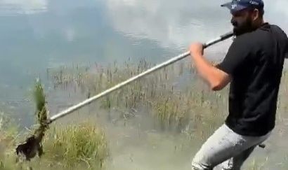 Olta iğnesi yutan yaban kuşu böyle kurtarıldı