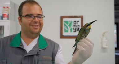 Tüfekle vurulan arıkuşu Ormanya’da tedavi altına alındı
