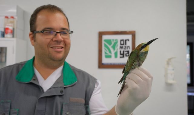 Tüfekle vurulan arıkuşu Ormanya’da tedavi altına alındı