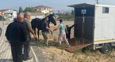 Çayırova Zabıtası başıboş atı yakalayıp Tekirdağ’a gönderdi