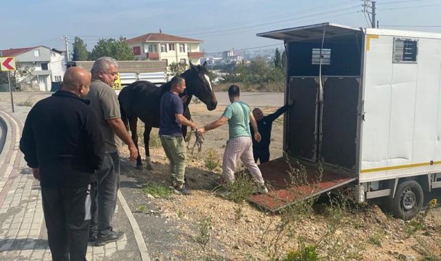 Çayırova Zabıtası başıboş atı yakalayıp Tekirdağ’a gönderdi
