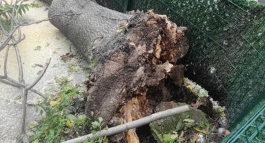 Devrilen ağacın altında kalmaktan son anda kurtuldu