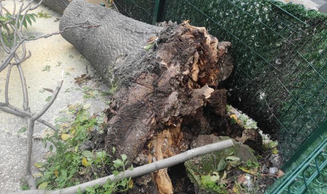 Devrilen ağacın altında kalmaktan son anda kurtuldu