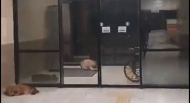 Eğitim ve Araştırma Hastanesi koridorlarında köpek dışkısı