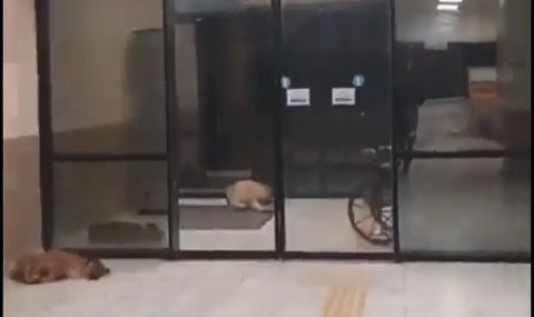 Eğitim ve Araştırma Hastanesi koridorlarında köpek dışkısı