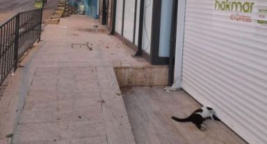 Marketin kepenginin altında kalan kedi telef oldu