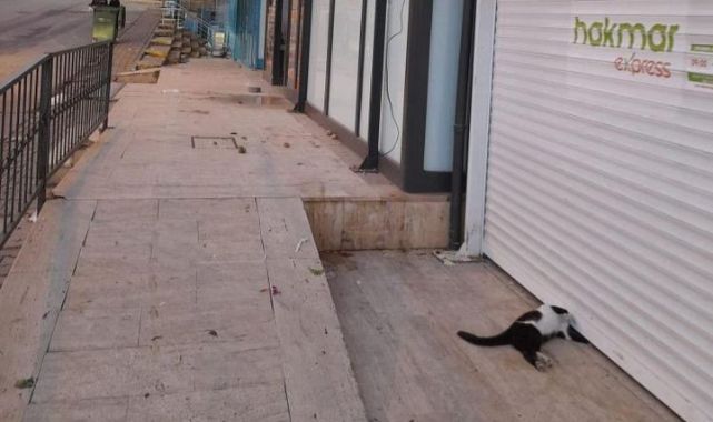 Marketin kepenginin altında kalan kedi telef oldu