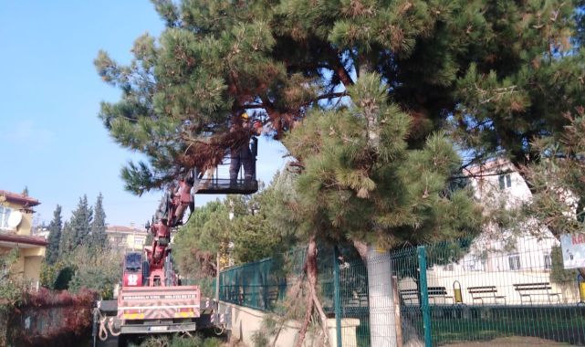 Dilovası´nda Ağaçlara Bakım Çalışmaları Yapılıyor