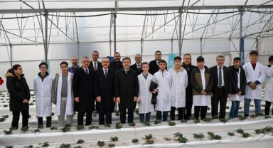 Bu serada 12 ay boyunca hasat mümkün