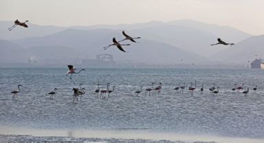 İzmit Körfezi’nde 351 flamingo kanat çırpıyor