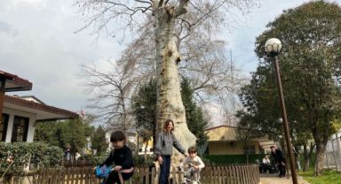 Asırlık çınarın altında 150 yıldır kahve içiliyor